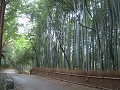 Kyoto Arashiyama Bamboo